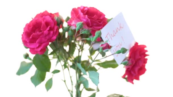 Mazzo di belle rose rosse su un bianco — Video Stock