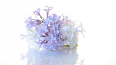 beyaz izole leylak bahar çiçeklenme buketi