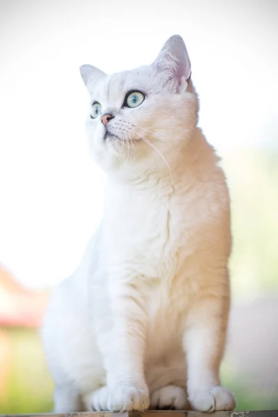 Domestic cat breed Scottish chinchilla straight walking outdoors — Stock Photo, Image