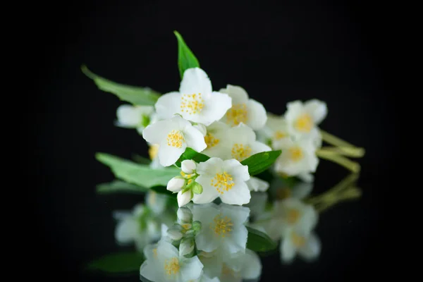 Schöne weiße Jasminblüten auf einem Zweig isoliert auf schwarz — Stockfoto