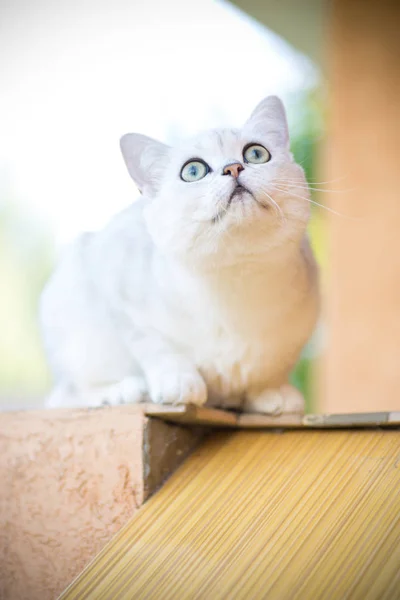 Домашняя кошка породы шотландская шиншилла прямо на улице — стоковое фото
