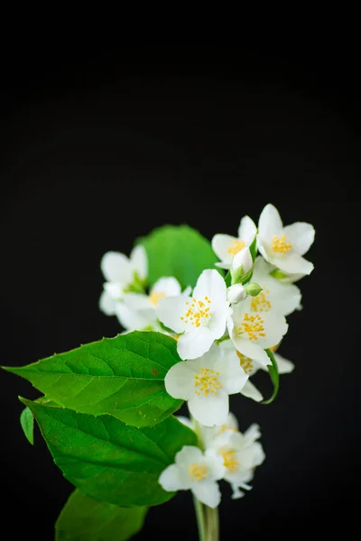 Belas flores de jasmim branco em um ramo isolado em preto — Fotografia de Stock