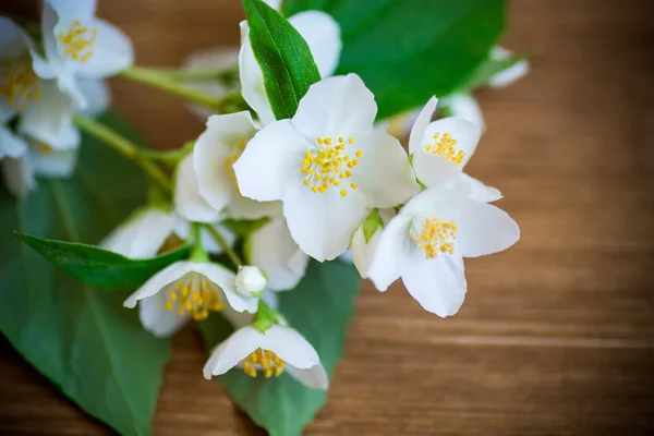 Mooie witte jasmijn bloemen op een tak op tafel — Stockfoto