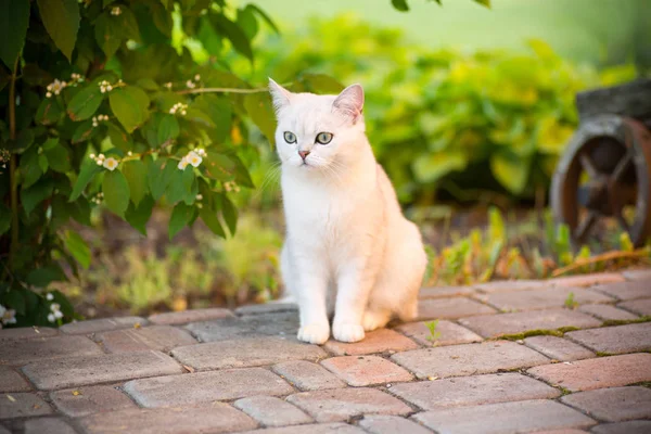 Domestic cat breed Scottish chinchilla straight walking outdoors — Stock Photo, Image