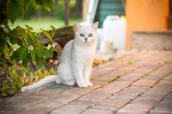 Domestic cat breed Scottish chinchilla straight walking outdoors — Stock Photo, Image