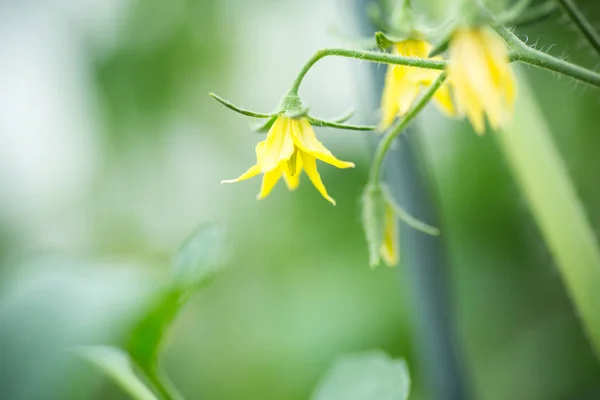 yellow tomato flower on a growing branch