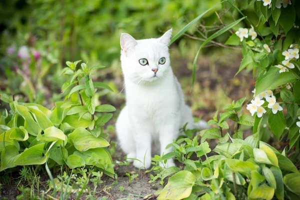 Domestic cat breed Scottish chinchilla straight walking outdoors — Stock Photo, Image