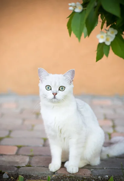 Domestic cat breed Scottish chinchilla straight walking outdoors — Stock Photo, Image