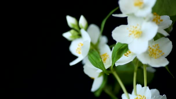 Красивые белые жасминовые цветы на ветке, изолированной от черного — стоковое видео