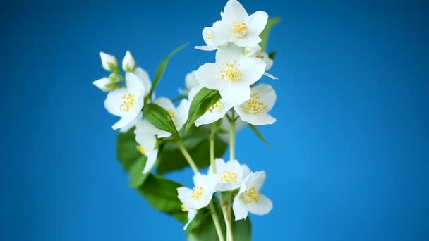 Vackra vita jasminblommor på en filial isolerad på blått — Stockvideo