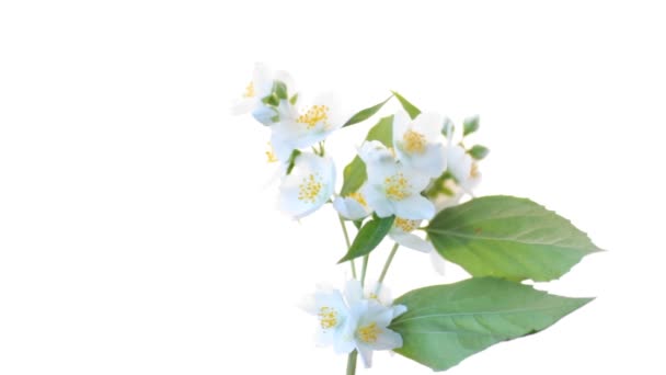 belles fleurs de jasmin blanc sur une branche isolée sur blanc 