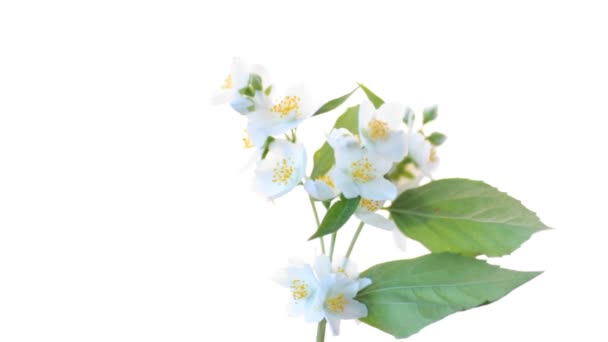 Beautiful white jasmine flowers on a branch isolated on white — Stock Video