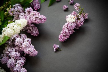 siyah bir Lila güzel bahar dalları