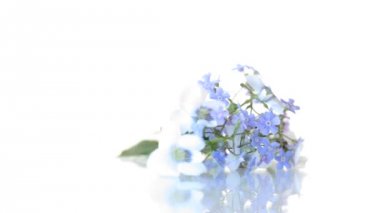 bahar küçük beyaz ve mavi çiçekler beyaz izole