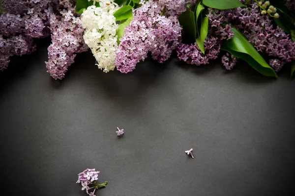 Hermosas ramas de primavera de lila sobre un negro —  Fotos de Stock