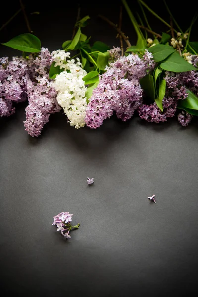Hermosas ramas de primavera de lila sobre un negro —  Fotos de Stock