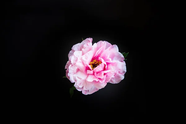 ピンクのピオニーの花、ペオニアのサフルティコサ、黒で隔離 — ストック写真