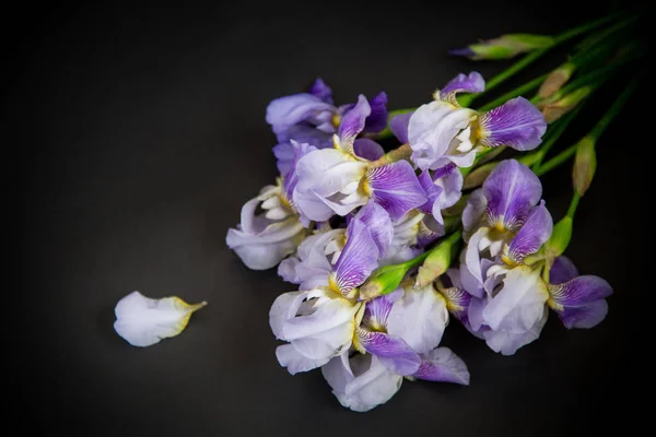 Krásný modrý fleuret-Iris. Je na černém pozadí. — Stock fotografie