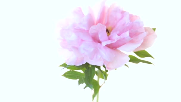 Bouquet of blooming peonies on white background — Stock Video