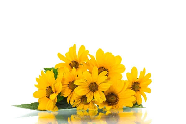 흰색에 고립 된 아름다운 피는 노란색 데이지의 꽃다발 — 스톡 사진