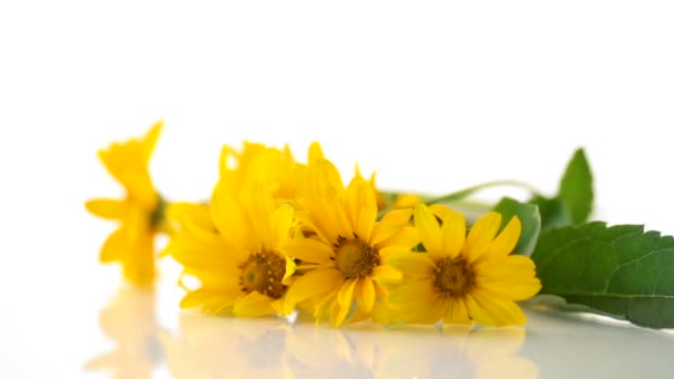 Bouquet de belles marguerites jaunes fleuries isolé sur blanc — Video