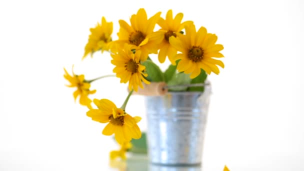 花束美丽的绽放黄色雏菊孤立在白色 — 图库视频影像