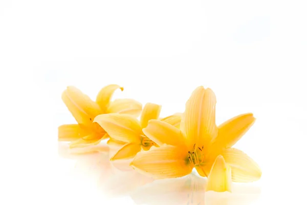 Léto kvetoucí květy žlutých lilií izolovaných na bílém — Stock fotografie