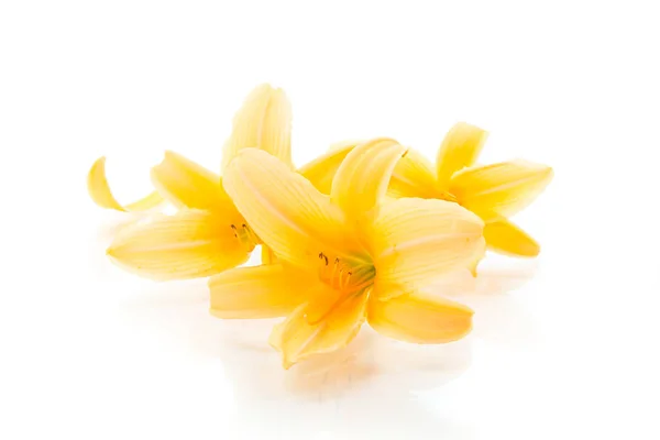 Summer blooming flowers of yellow lily isolated on white — Stock Photo, Image