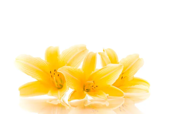 Flores florescendo verão de lírio amarelo isolado em branco Fotos De Bancos De Imagens Sem Royalties