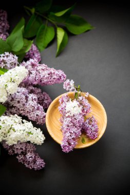 siyah bir Lila güzel bahar dalları