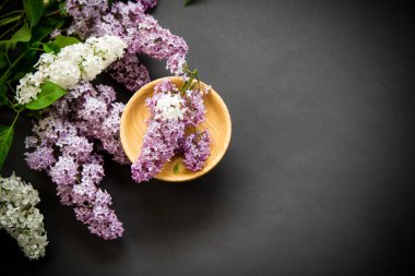 siyah bir Lila güzel bahar dalları