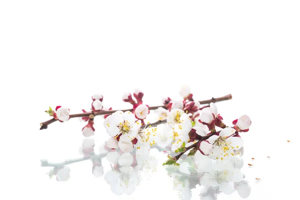 Branche avec des fleurs d'abricot sur fond blanc — Photo