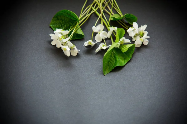 Bukiet pięknych ogrodów białych fiołki na czarnym — Zdjęcie stockowe