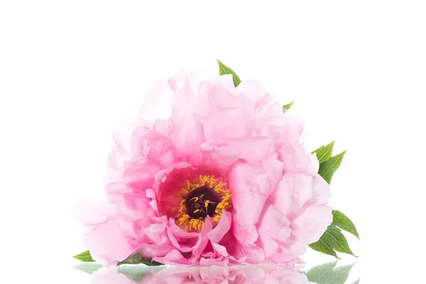 Pink Peony Flower, Paeonia suffruticosa, izolált fehér — Stock Fotó