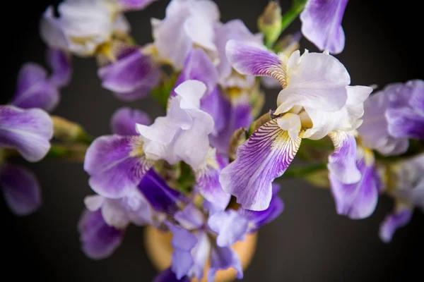 Vackra blå FLEURET-Iris. Det är på svart bakgrund. — Stockfoto