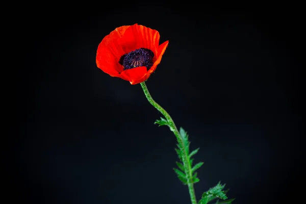 Όμορφο κόκκινο ανθοφορία λουλούδι παπαρούνας απομονωθεί σε μαύρο — Φωτογραφία Αρχείου
