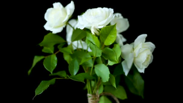 Ramo de hermosas rosas blancas sobre un negro — Vídeos de Stock