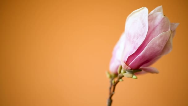 Lente mooie bloeiende Magnolia op een oranje — Stockvideo