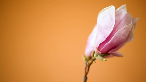 Frühling schöne blühende Magnolie auf einer Orange — Stockvideo