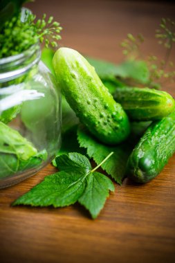 bir kavanozda canning için otlar ile salatalık ve baharatlar