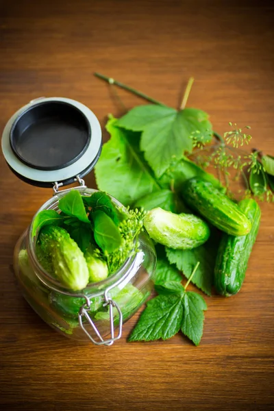 Cetrioli e spezie con erbe per inscatolamento in un vaso — Foto Stock