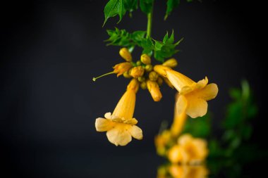 Bir dal üzerinde çiçekli çiçek kampsis, siyah arka plan.