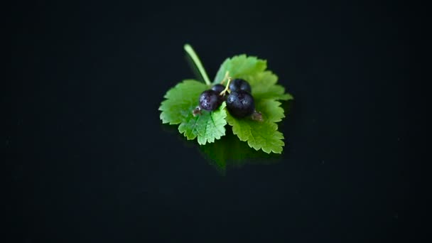 成熟的黑色醋栗与叶子在黑色背景 — 图库视频影像