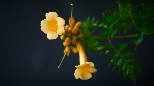 Blooming curly flower kampsis on a branch, black background. — Stock Video