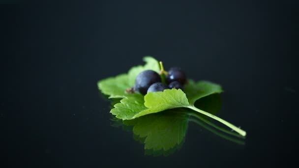 Ribes nero maturo con fogliame su fondo nero — Video Stock