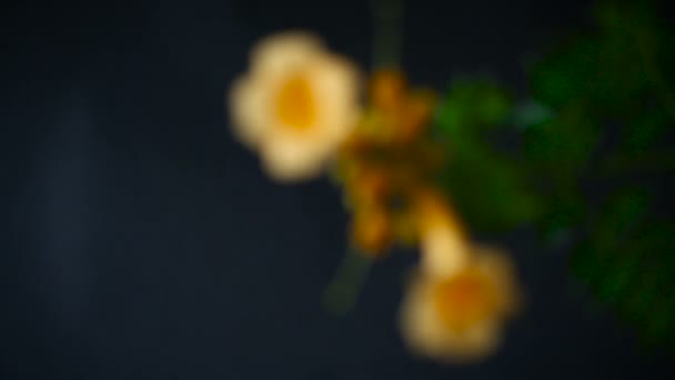 盛开的卷曲花坎普斯树枝，黑色背景. — 图库视频影像