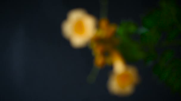 Blooming curly flower kampsis on a branch, black background. — Stock Video