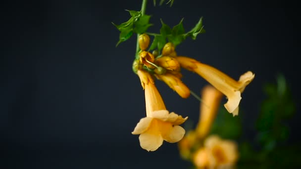 Rozkvetení květinové kampýzy na větvi, černé pozadí. — Stock video