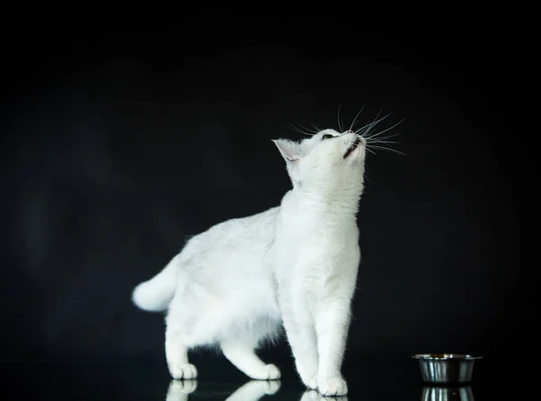 Όμορφη νεαρή γάτα breed ευθεία Σκωτίας τσιντσιλά — Φωτογραφία Αρχείου