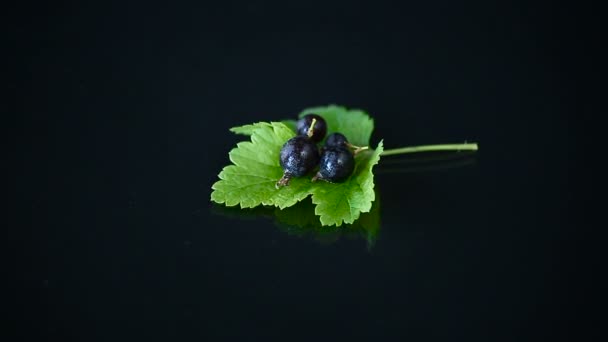 黒い背景に葉を持つ熟した黒カラント — ストック動画